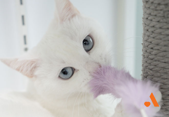 [봉사] 온캣에서 함께해요! 2월 정기봉사 모집🧡