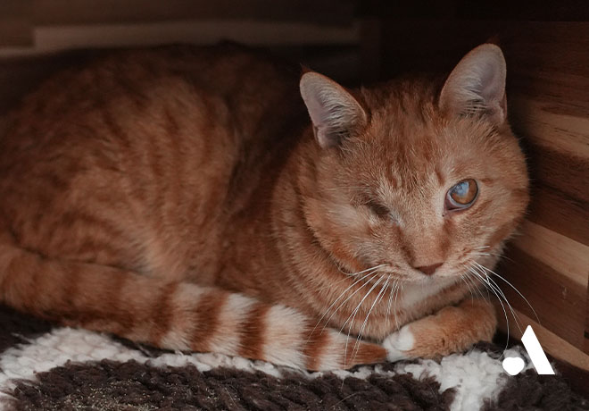 두 눈을 심하게 다친 미르가 온캣에 입주했습니다. 🏠