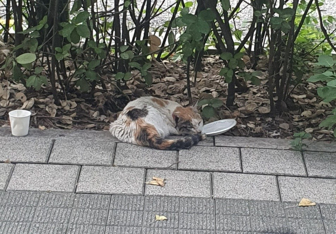 [쓰담쓰담] 구조, 지원, 입양이 착착 순칠이