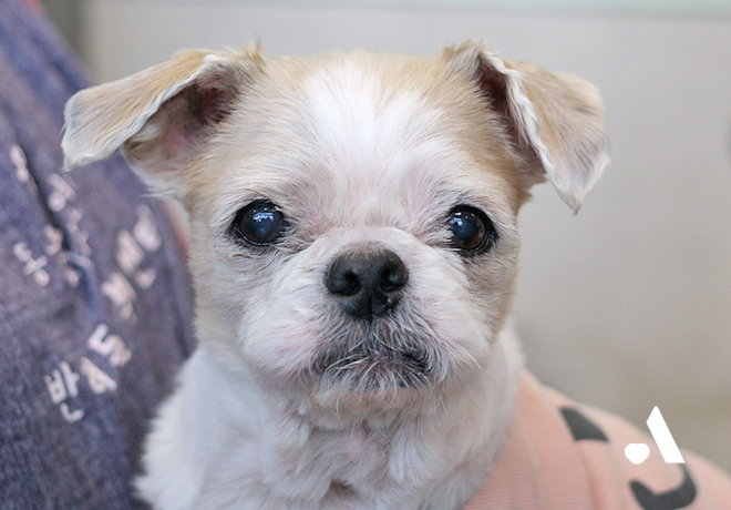 [부고] 온센터의 역사를 함께한 탱이가 무지개 다리를 건넜습니다.