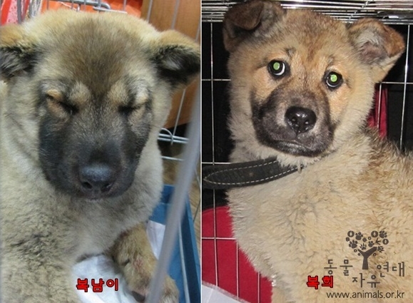 비 오는 날 망치로 죽임당하는 위기에서 구조된 복남,복희남매 