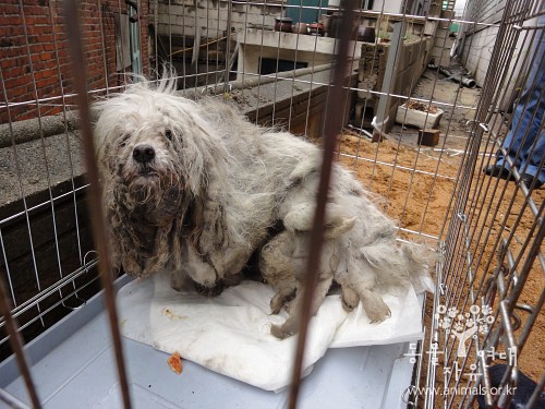 빈 집에 1년간 방치되었던 허브...그리고 허브에게 남은 건...