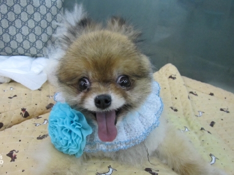 7시간을 스치고 간 뽀메를 위한 독백 