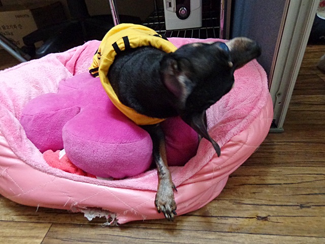 주인에게 맞아 목이 돌아간 봄이 이야기..