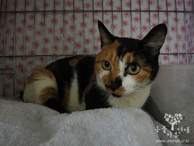 행당동의 아픈 야옹이들과 치료 후에 장애가 남는 안타까운 경우..