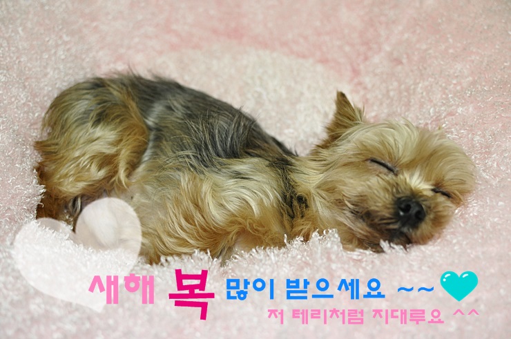 새해 복은 요크셔 테리처럼 지대루 받기 있기~~!