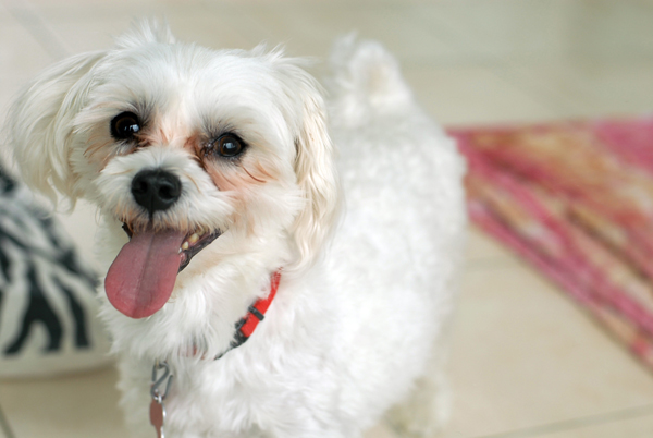 매맞고 학대받던 마르티즈 영광이 입소