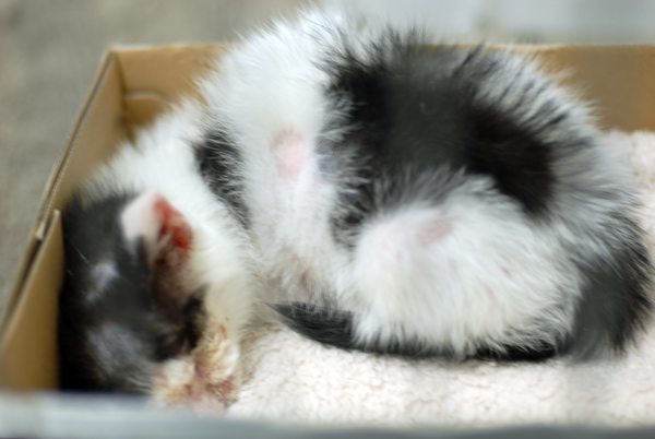 양쪽 눈에 고름이 흘러내리던 아기고양이 단테, 센터 입소