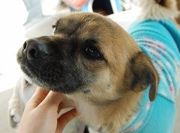 복날..개의 눈물을 거둬주세요