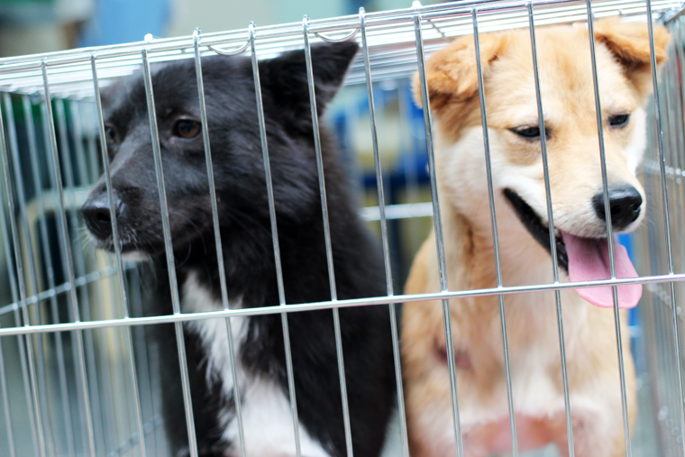 안성보호소에 위탁되어있던 친구들이 돌아왔습니다.