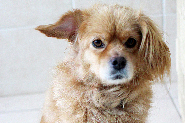 코코와 여름이,바다가 센터의 새로운 가족이 되었습니다.