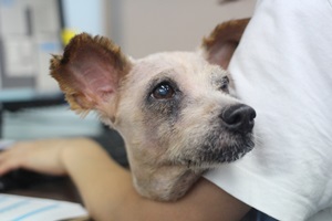 랭이, 대국이, 멍이, 쪼코 소식입니다 ~~~ 