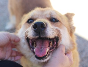 보름달처럼 밝은 가을이와 복실이가 추석인사 드립니다 ~~ 