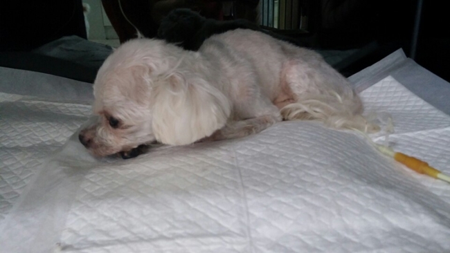 말티즈 차돌이가 입원 치료중입니다