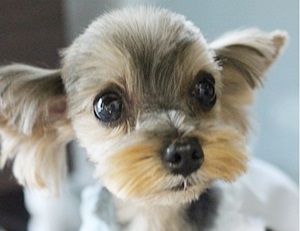 복지센터에서 초절정 미모를 자랑하는  요크셔 군단 ~~ 