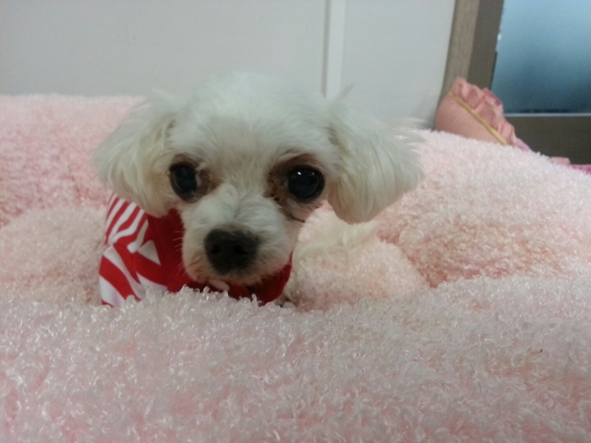 차돌이가 건강을 회복하여 센터로 돌아왔습니다