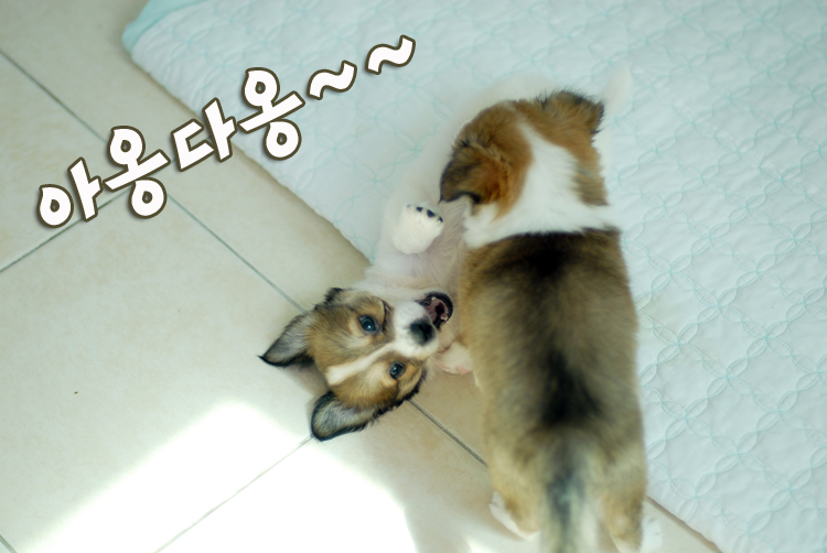 꼬물이 아기 강아지들에게 모낭충이....ㅠㅠ