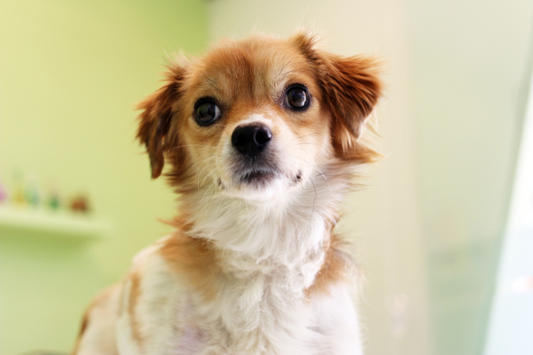 특별한 개~~가온이입니다.