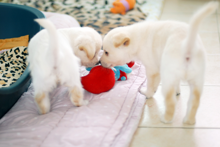 아기강이지 루시,로이,로빈이와 정이가족들의 견사가 새로 배정되었습니다.