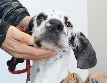날씨가 갑자기 추워져서일까요. 포니,정이,백두가 아픕니다.. 