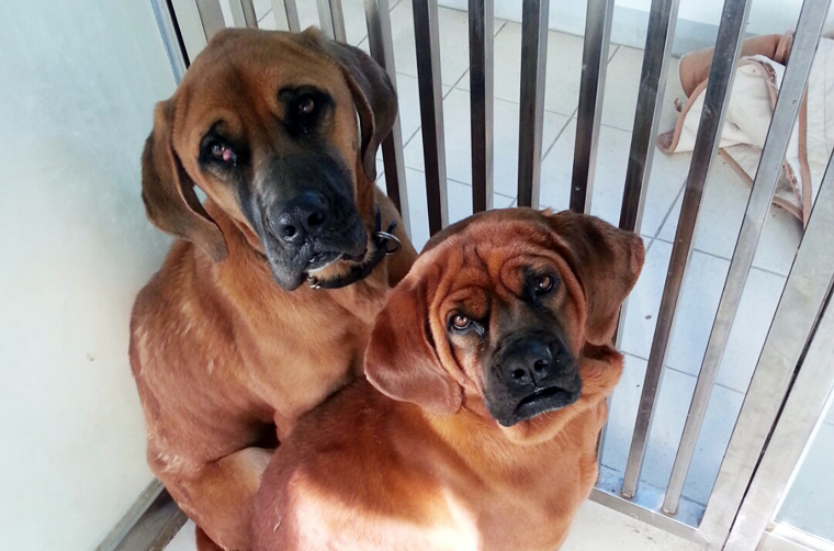 요즘 센터에서 가장 핫한 커플 울라와 초코입니다. ^^