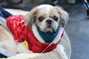 반려동물복지센터에 전염성 감기가 확산되고 있어요..