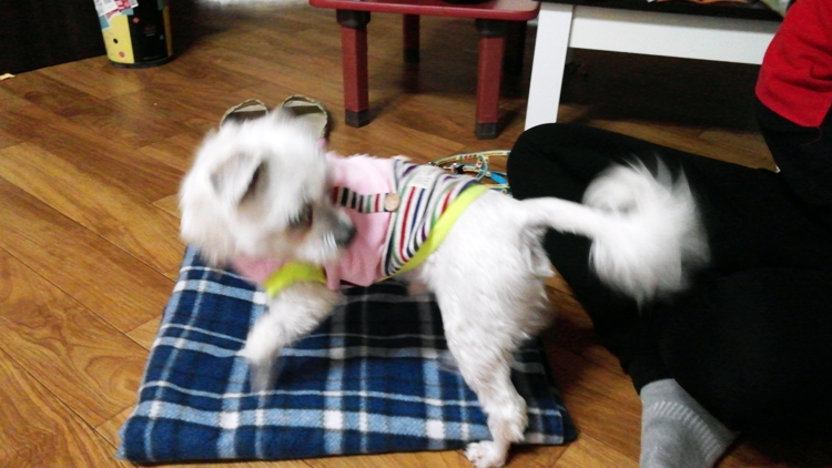 모진 학대를 받던 영광이와 리나가 평생가족을 만났습니다.