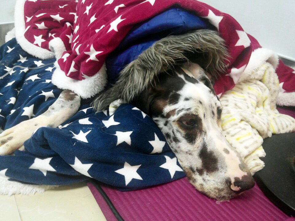 포니와 노엘이가 무사히 센터로 돌아올 수 있도록 기도해 주세요.