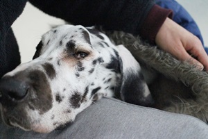 포니와 노엘이, 전염성 감기에 걸렸던 아가들 소식 