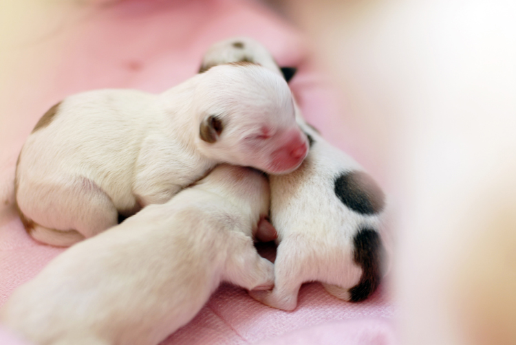 축복해 주세요,반려동물 복지센터에 새로운 생명이 태어났습니다.