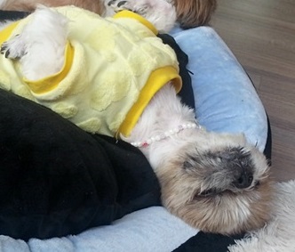 '꿀잠 대국선생님'의 다양한 꿀잠 포즈~~~