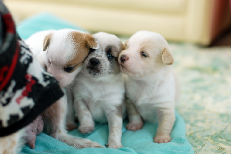랑이와 아가들이야기 <찬조출연> 옥상오층선생,검은반도선생