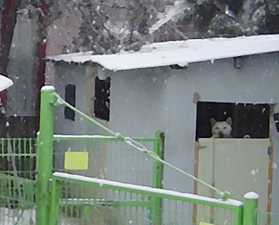 눈 내리던 행당동 반려동물복지센터의 추억 