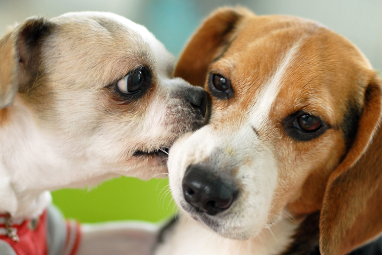 막댕이의 루키아 사랑!!!!