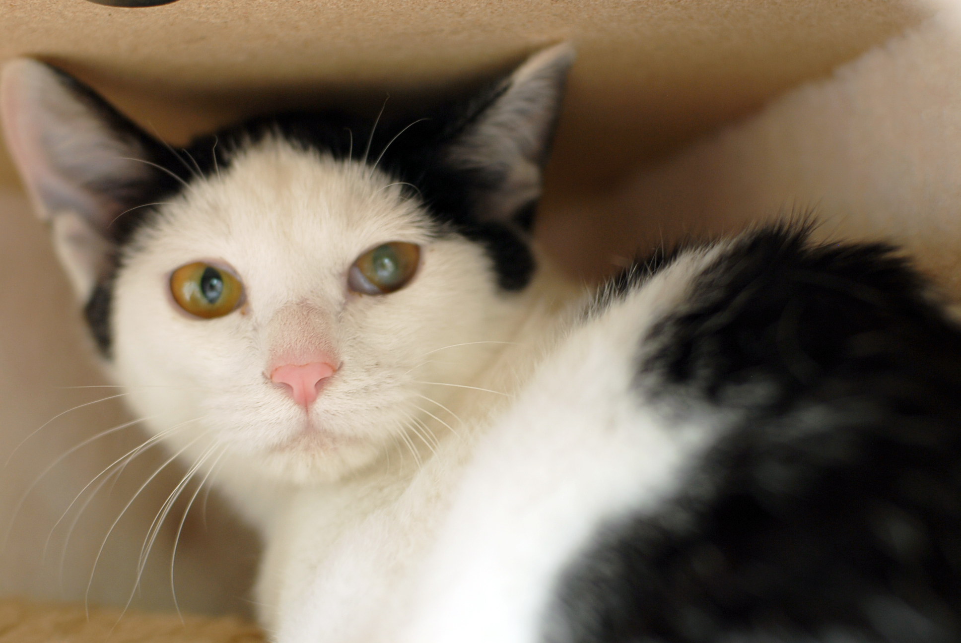 고양이 폰트가 복막염으로 하늘의 별이 되었습니다.