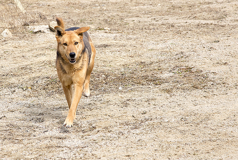 펫토그래피 양혜림 작가님께서 센터 아이들 사진을 너무 예쁘게 찍어주셨답니다. ^^