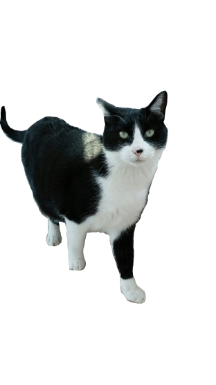 옥상 고양이 운동장 물품 기부가 마감되었습니다 ^^