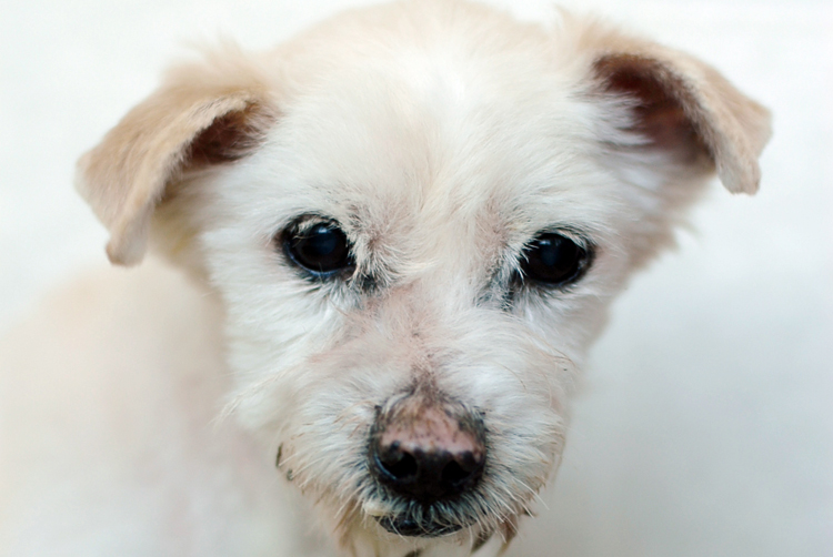 노엘이가 별이되었습니다.