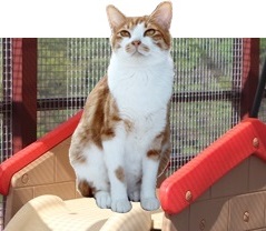 옥상 고양이운동장 오픈이 임박했습니다 ~~~~ ^^