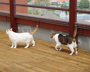 두둥! 옥상 고양이 운동장이 오픈했습니다~~~