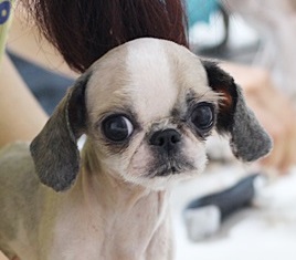 42마리 시추꽃이 핀 날.... 그리고 노부부에게 남겨진 3마리 아가들.. 