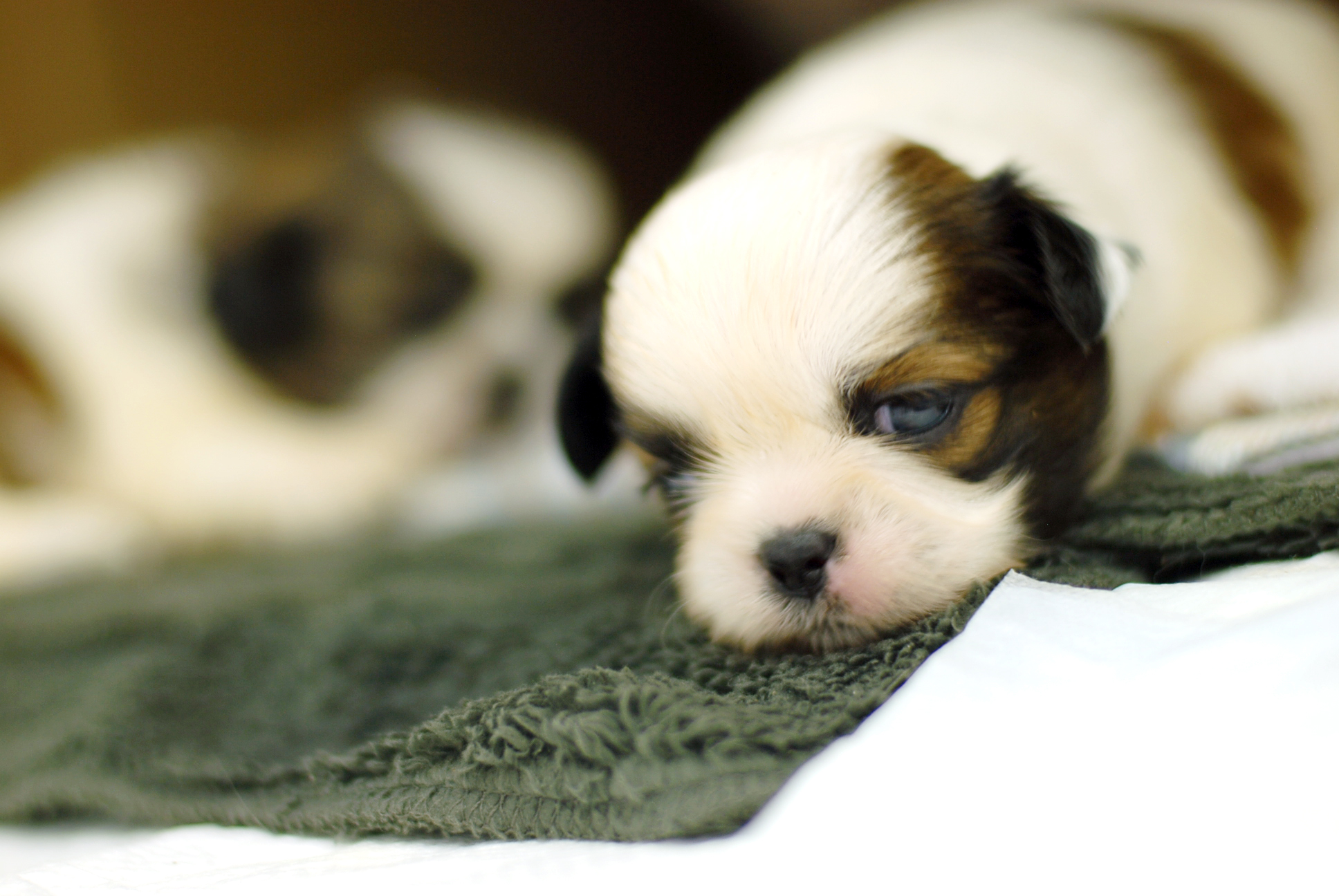 보고있어도 보고싶은 아기강아지들