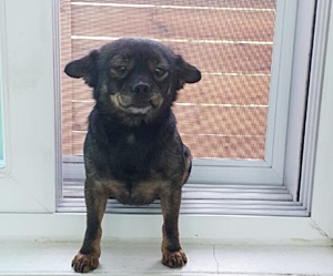 복지센터 개님들의 관절에 무리를 주는 위대하고 은밀한 특기!