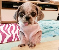 <애니멀호더에게 구조 된 42마리 시추>사랑스러운 모낭이들의 임시보호에 동참해 주세요!