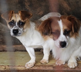 개 식용은 잘못된 것. 이제 당당하게 말합시다!