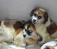 개농장에서 구조 된 양주 7마리가 공포에 떠는 이유는 ? 