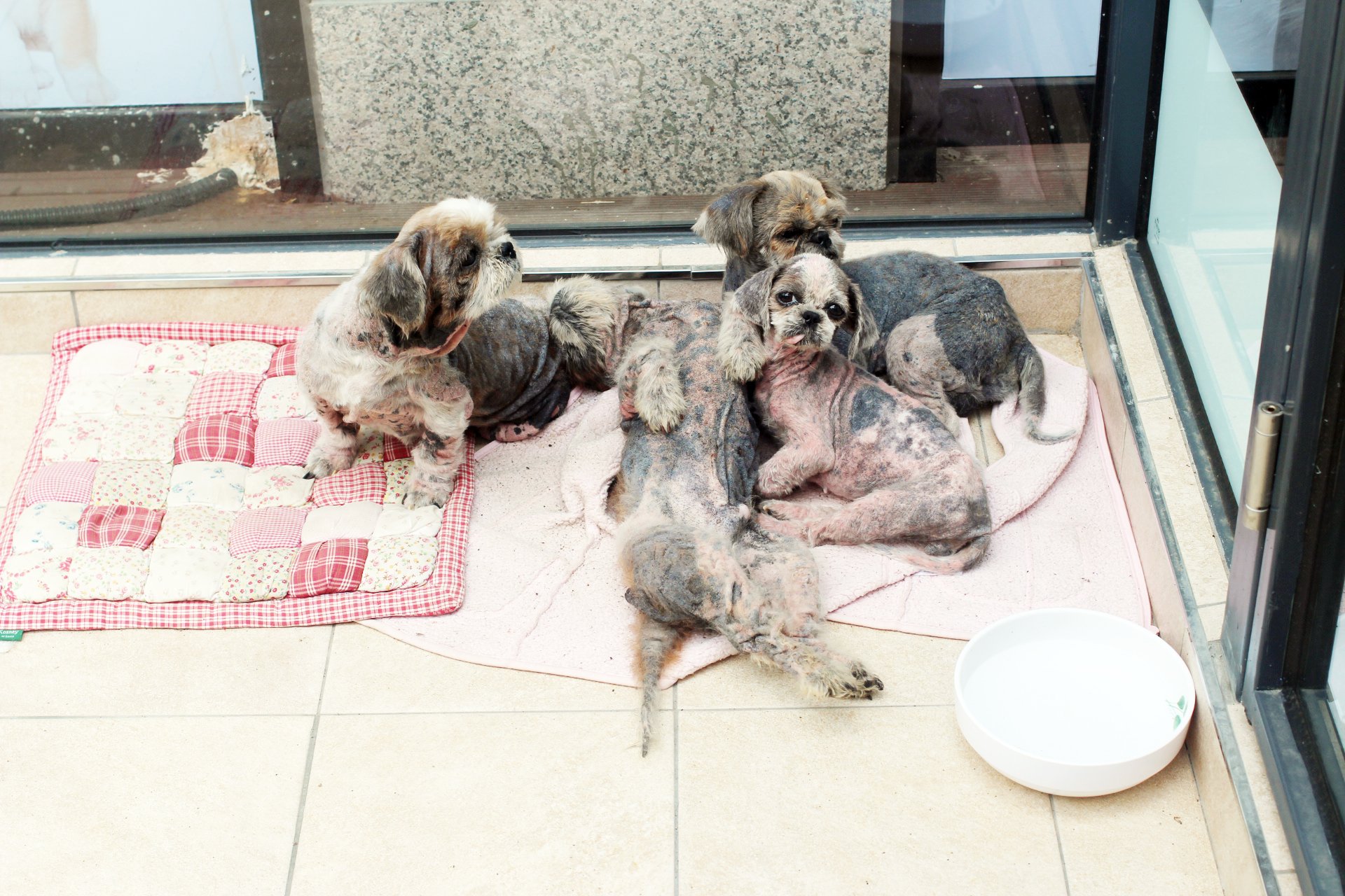 모낭충이 심해 격리되어 치료 받고 있는 홍시,자두,유자,율무의 반짝반짝 샤방샤방한 최근 모습입니다. ^^