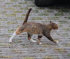 은혜 갚은 고양이가족 고모네 이야기 ^^