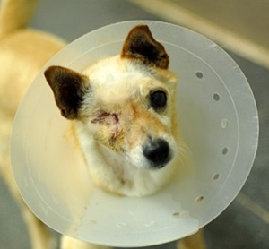 해피와 예쁜이의 현재 건강상태입니다. 