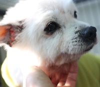 77마리 번식장 천사들의 현재 상태를 알려드립니다. 